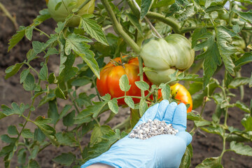 Farmer's hand in rubber glove giving chemical fertilizer to tomato bushes.