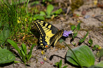 Motyl