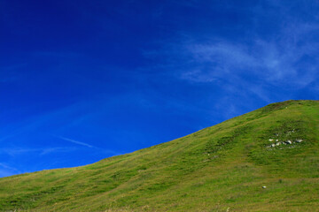 Fototapeta na wymiar grass and blue sky