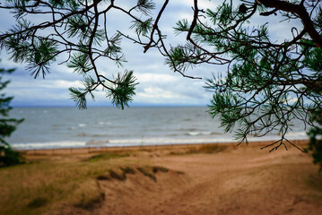 tree on the beach