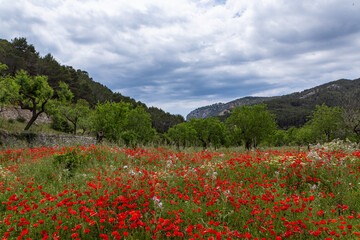 poppy blossom, flowers in Mallorca at springtime