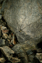 wall