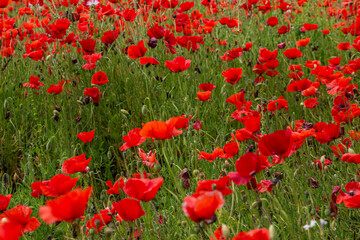 Fototapeta premium poppy blossom, flowers in Mallorca at springtime