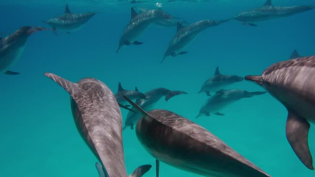 Lots of dolphins swimming happily. Clear blue water. Girl diving next to dolphins. Mammals moving at depth. Man and dolphins. Rare pictures. Beauty of underwater world. Concept of surprise and wonder