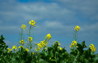 Obraz premium Colza en flor