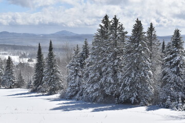 Snowy spruce trees under a cloudy sky, Sainte-Apolline, Québec
