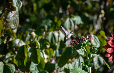 The fast moving hummingbird in a Missouri backyard is just about to touch the sunflower bloom with its long slender beak. Bokeh effect.