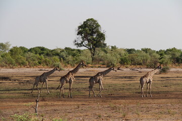 Fototapeta na wymiar a few giraffes