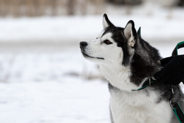 Beautiful dog breed Siberian husky with brown eyes and black white color on the street in winter. Walking the dog on a leash in the cold season. A human hand holds a dog by the collar.