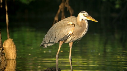 Great blue heron (Ardea Herodias) wading in a mangrove forest at Caleta Tortuga Negra, Baltra...
