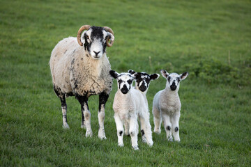Swaledale breed of sheep with ewe and 3 lambs looking at camera standing in green grass field