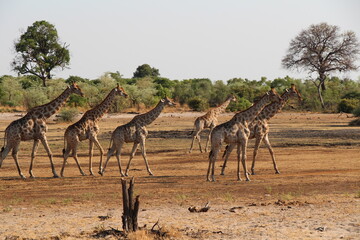 a few giraffes