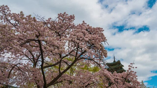Beautiful sakura or cherry blossom in spring season in Gyeongbokgung Palace, Seoul, South Korea (time  lapse 4k)