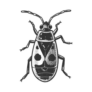 firebug beetle bug sketch engraving vector illustration. T-shirt apparel print design. Scratch board imitation. Black and white hand drawn image.
