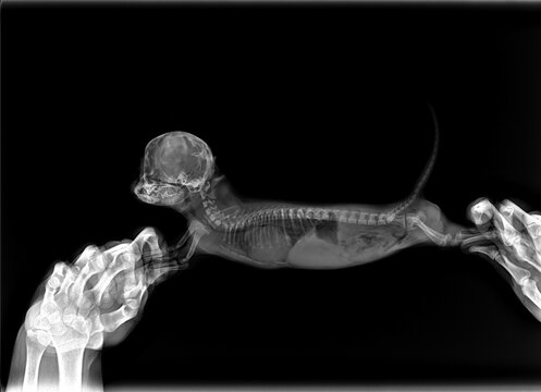 x-ray of the dog. the veterinarian holds the puppy to take pictures and make a diagnosis. chihuahua heart disease