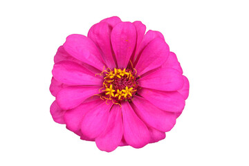 Pink zinnia isolated on white. Very detailed