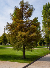 Bald cypress Taxodium Distichum (swamp, white cypress, bay or red cypress of tidal water) green tree against blue sky. Public landscape city park 
