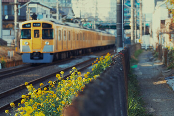 菜の花と電車