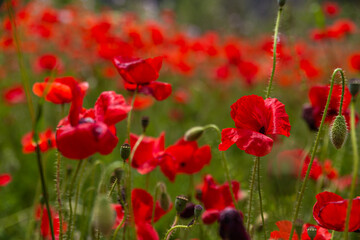poppy blossom, flowers in Mallorca at springtime