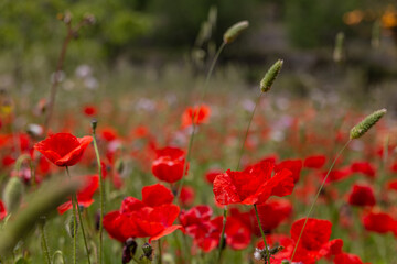 poppy blossom, flowers in Mallorca at springtime