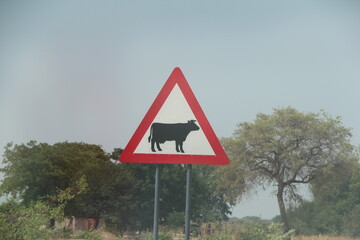 road sign in namibia, caution of cow