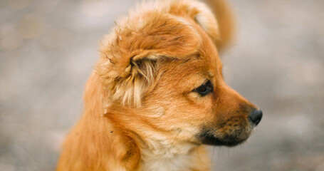 Closeup of cute doggie looks carefully aside