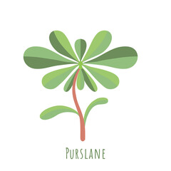 Single one Purslane plant isolated on white