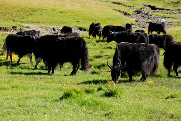 Group of tibet yak eating grass in grassland