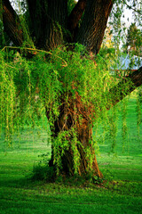 tree in the forest © Taddeo