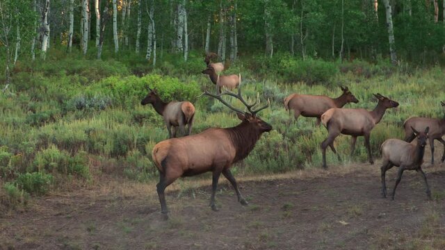 A Mature Bull Elk Approaches Herd of Cows During the Rut