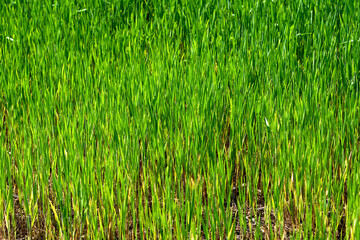 green grass background