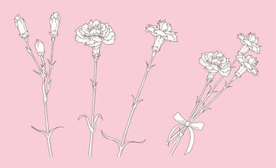 Illustration of carnation like drawing with a pen