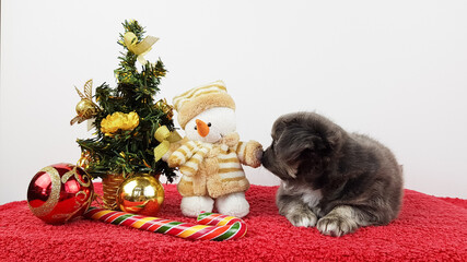 A tiny gray chihuahua puppy lies next to a Christmas tree snowman and Christmas tree toys. new year's theme
