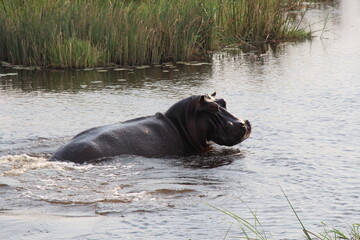 a rhino in the water
