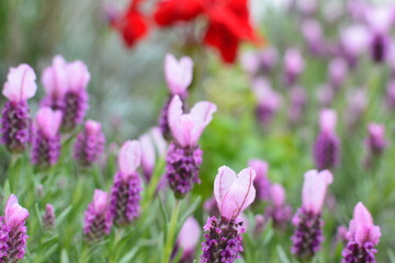 Obraz premium 庭に咲くラベンダー