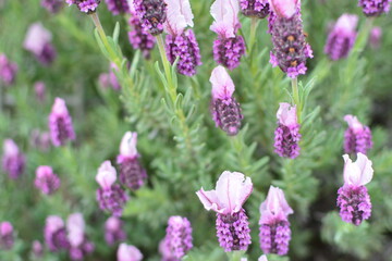 庭に咲くラベンダー