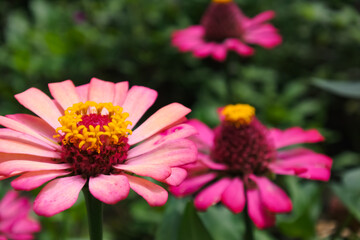 Obraz premium pink flower at the garden