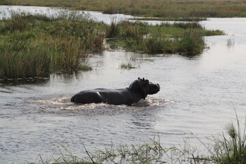 a rhino in the water