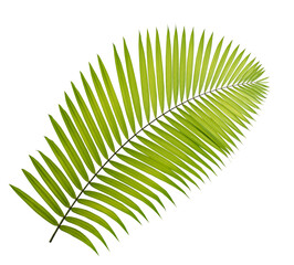 Fototapeta premium Green palm leaf isolated on white background