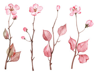 Collection of hand painted watercolor pink flowers. Cherry blossom