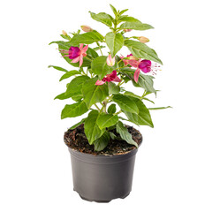 Bright pink fuchsia flower