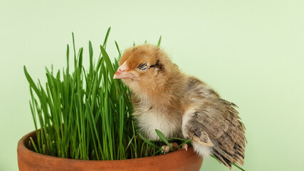 chicken in grass