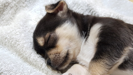 a small black chihuahua puppy sleeps on a fluffy white blanket