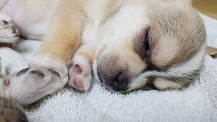 puppy sleeping on a bed