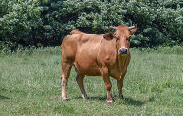 Fototapeta na wymiar Free cow in the meadow looking straight ahead with curiosity