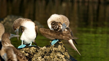 Blue footed booby (Sula nebouxii) perched on a rock, preening, at Caleta Tortuga Negra, Baltra...