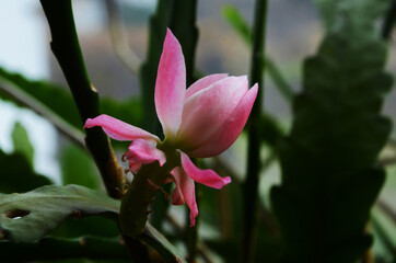 Closeup on Epiphyllum orchid cactus flower stigma and stamen on green background