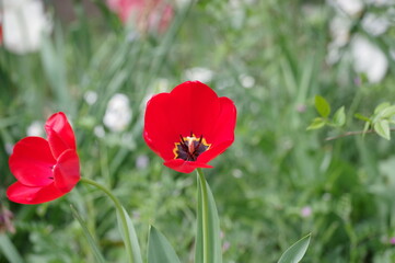red and white tulips
