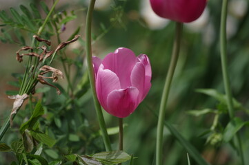 tulip flower