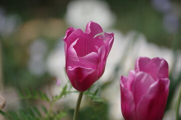 pink tulip flower